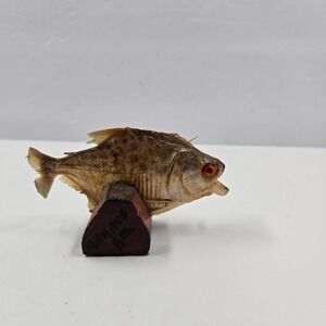 Vintage Taxidermy Piranha Fish Specimen on Wood Base